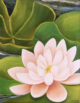 Waterlily